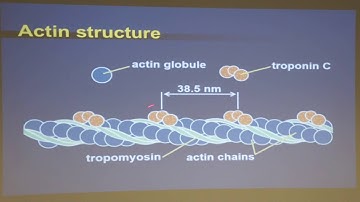 A New Paradigm of Muscle Contraction