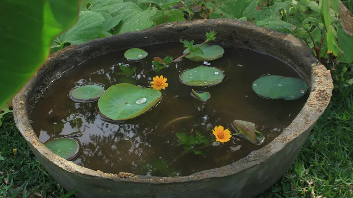 lotus planting I mini pot I soil types - DayDayNews