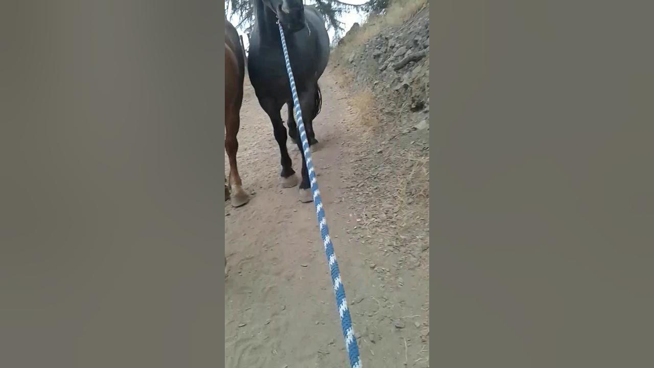 Draft Horse Shoeing with the Stocks YouTube