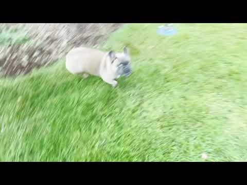 Zooming Frenchie is Fast as  F**k