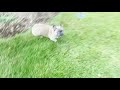 Zooming Frenchie is Fast as  F**k