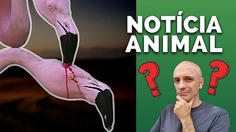 Qual a cor do leite do flamingo?