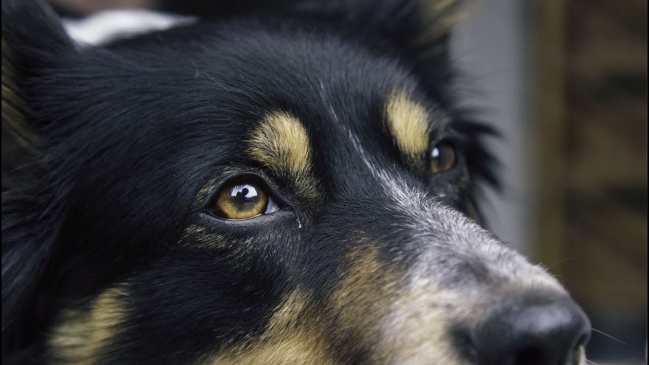 Travelling with Pets