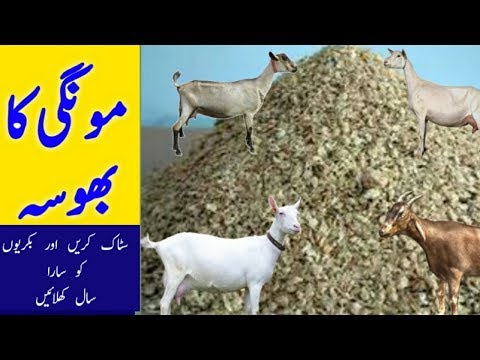 goat-feed-formula-|-goat-food-management-|-goat-dry-food-|-goat-feed-in-pakistan