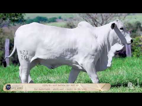 LOTE 15 - NZT SAFIRA 20