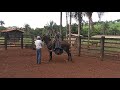 Curso de doma racional de muares burros e mulas