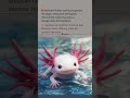 🇵🇹 Axolote-criados-cativo prosperam em lagos mexicanos selvagens, oferecendo esperança para a rec...