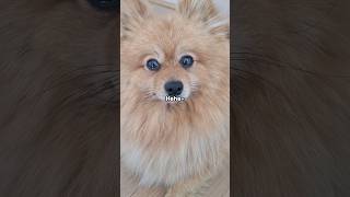 How to avoid being dognapped  #shorts #dog #pomeranian
