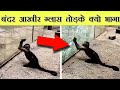 जानवरो के ऐसे कारनामे पहली बार देखोगे  Monkey in  zoo can sharpen stones to break glass and ran away