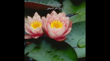 تلاوةخاشعه الشيخ ماهرالمعيقلي، إِنَّ اللَّهَ وَمَلائِكَتَهُ يُصَلّونَ عَلَى النَّبِيِّ ،حالات واتساب