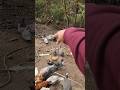 we got some new birds. #exotic #lifeisbutadream #animals #new #backyardchickens #bird #nature