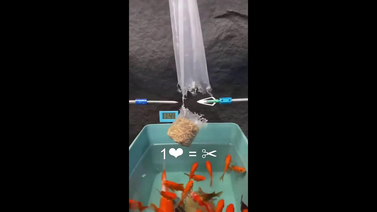 Рыбачим в прямом эфире шортс