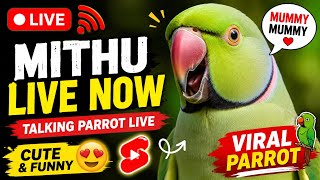 Viral Parrot Shorts Live 🔥 Cute Bird Talking Live #shortslive