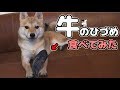 牛のひづめを食べる柴犬