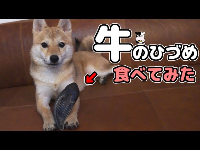 牛のひづめを食べる柴犬 Youtube