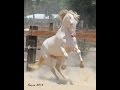 Carmelo PM II - Perlino PRE Andalusian Stallion