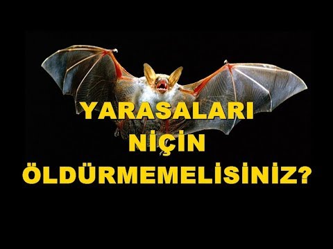 YARASALARI NİÇİN ÖLDÜRMEMELİSİNİZ?