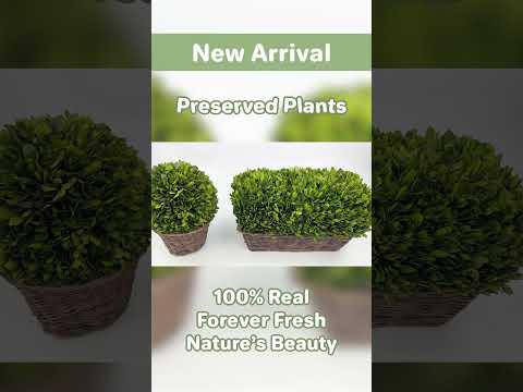 🌿 Bulk Preserved