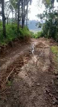 status wa halu di jalan hutan