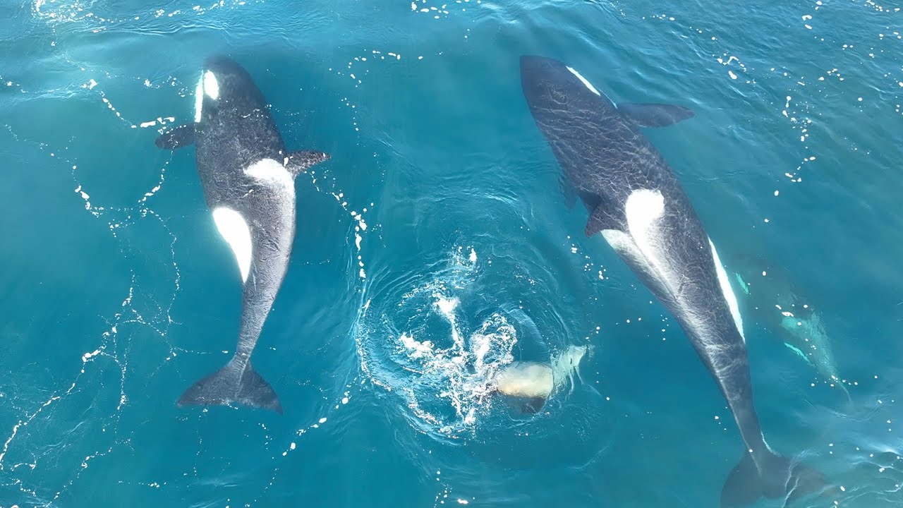 ⁣Orca Killer Whale Hunt Sea Lion FULL