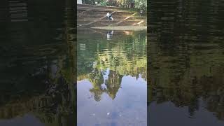 muchukunnu kottayl temple # koylandi#pond#shortvideo #kozhikode #