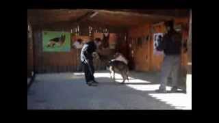 Protection Courage Test - Bite Work - Working Line Egon