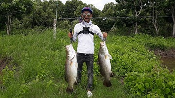 Câu cá Chẽm - Cà Mau #9 -  Lure cá chẽm Vược - Đụng độ Chẽm Hugo lần thứ 2 -  Barramundi Fishing
