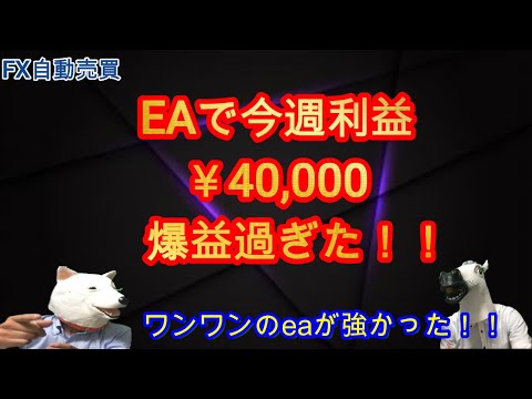 【fx自動売買】ＥＡで今週利益￥40,000爆益過ぎた！ワンワンのeaが強かった