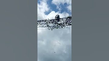 phượng hoàng đất Chợ Mới An Giang