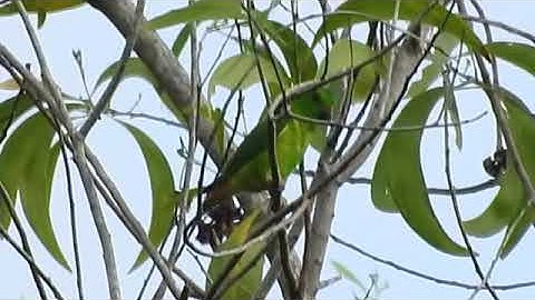Blue-Crowned Hanging Parrot - female