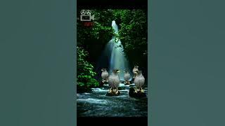 Terapi Burung Jalak kerbau || suara air mengalir dan suara burung jalak kerbau HD