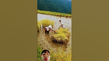 cách Trung Quốc thu hoạch giống lúa nương cây lúa rất cao