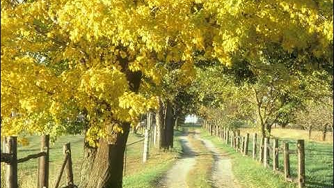 سورة الجن بصوت القارئ محمد عبد الكريم كاسب