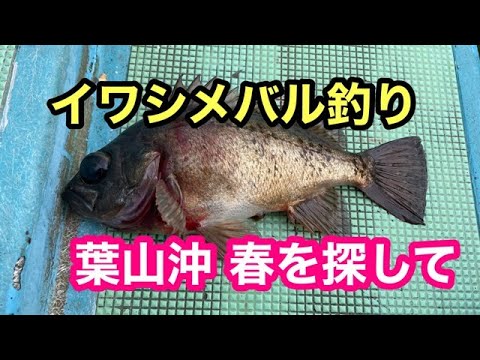 良型連発 葉山沖 イワシメバル釣り 春を探して 五エム丸 Youtube