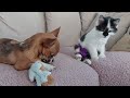 cute disabled puppy and kitten are besties 🥹
