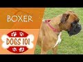 Dogs 101 - BOXER - Top Dog Facts About the BOXER