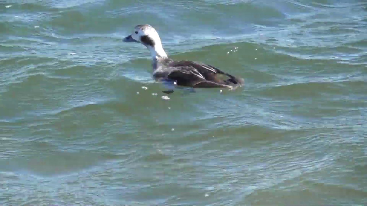 North American Wildlife --- Long-Tailed Duck repeatedly diving down for food