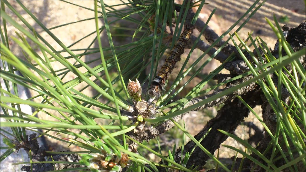 マツ の 害虫