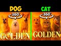 360° VR "GOLDEN" Cat vs Dog