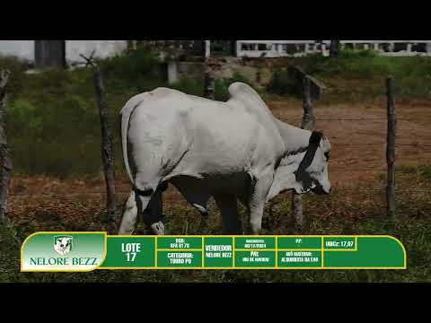 LOTE 17   RFA 8173 - Nelore BEZZ