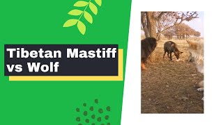 Tibetan Mastiff vs Wolf 🐺🐺🐺
