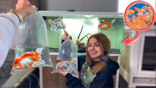 BUYING EXTRA LARGE GOLDFISH FOR BREEDING!? (EXPENSIVE)