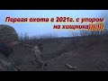 Первая охота в 2021г., на зайца с упором на хищника))) Проредили лисиц.(18+).