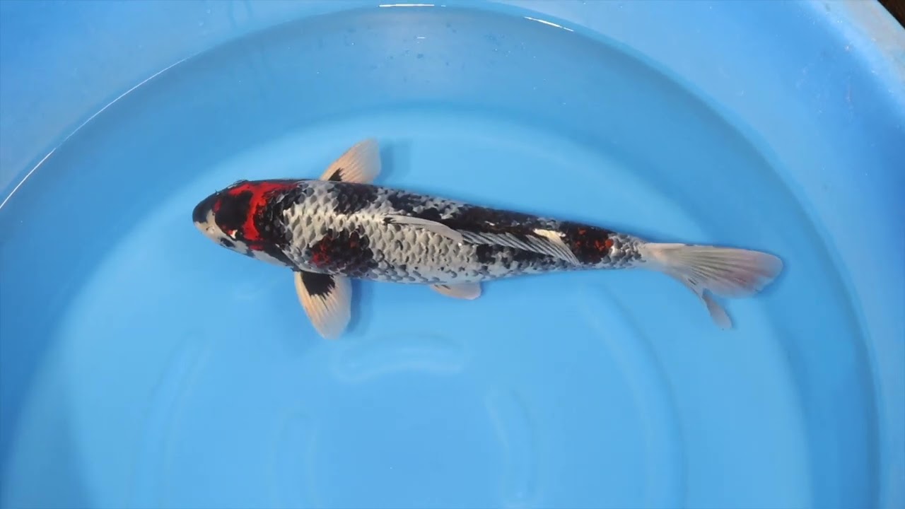 Kawari - koi #x0714n001-w1113n003 - Ozumi Ikarashi Koi Farm