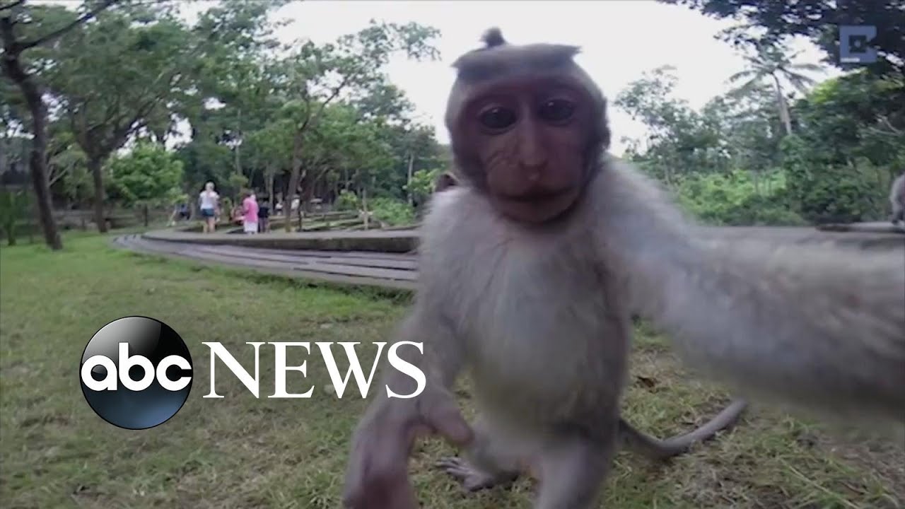 Portrait beautiful woman talking selfie with monkey AI Generative 30751342  Stock Photo at Vecteezy