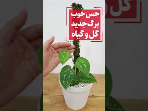 تصویری: لوپین به عنوان سایدرات (16 عکس): چگونه می توان یکساله لوپین با برگ های باریک ، سفید و سایر گونه ها را کاشت؟