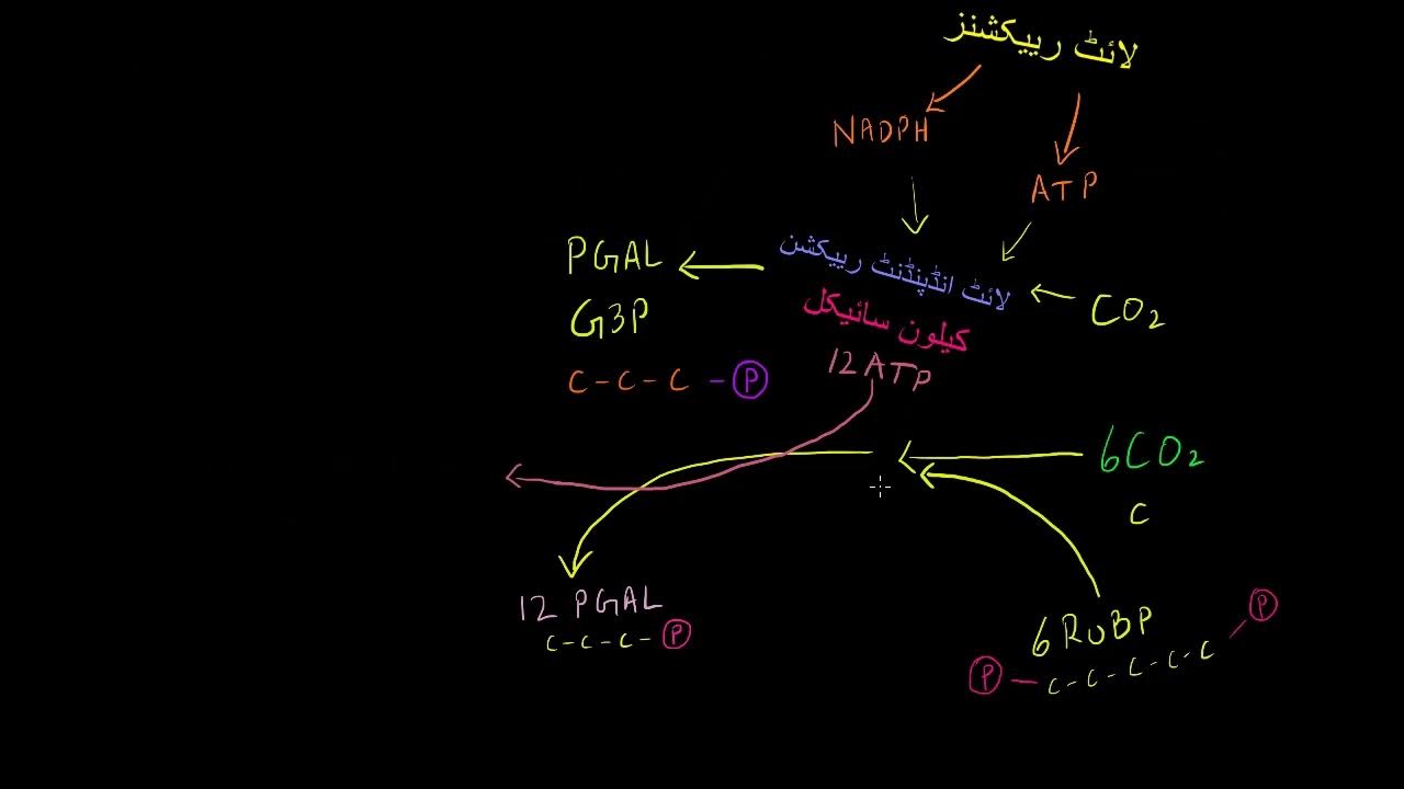 Photosynthesis Calvin Cycle Khan Academy Urdu YouTube