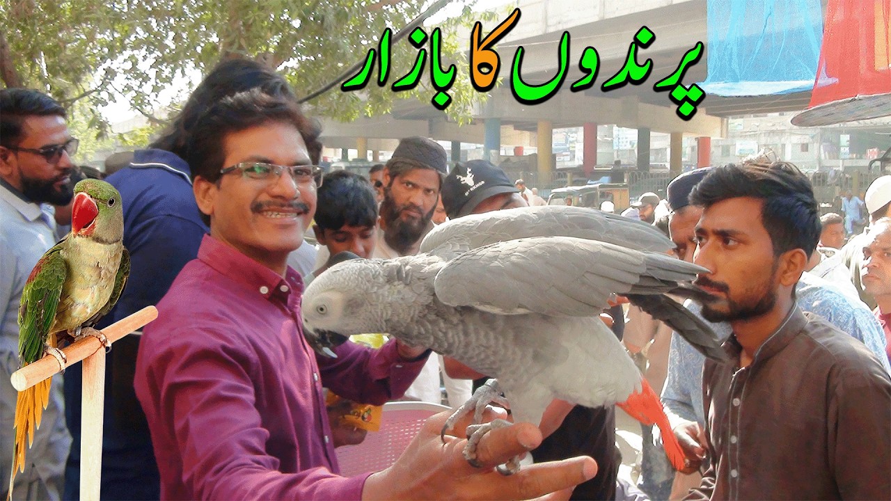 Lalukhet Exotic Parrots and Rare Birds Market Karachi 22-2-2026 Latest Update in Urdu | سوق الطيور