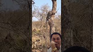 leopard thinks twice about jumping on hyena #lion #wildlifeentertainment