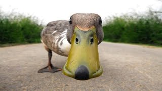 Funny Ducks Compilation - Ducks Can Be Funny Pets - Try Not To Laugh!